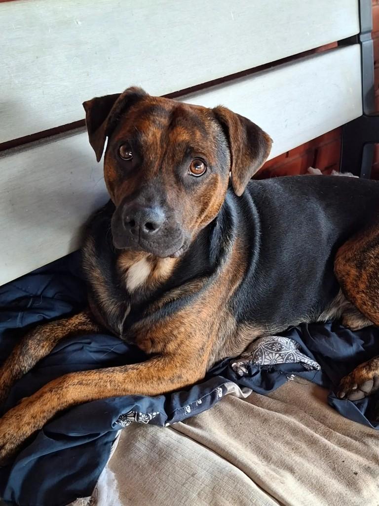 Hardy, cachorro de porte médio para adoção em Curitiba - PR — foto 4 de 5