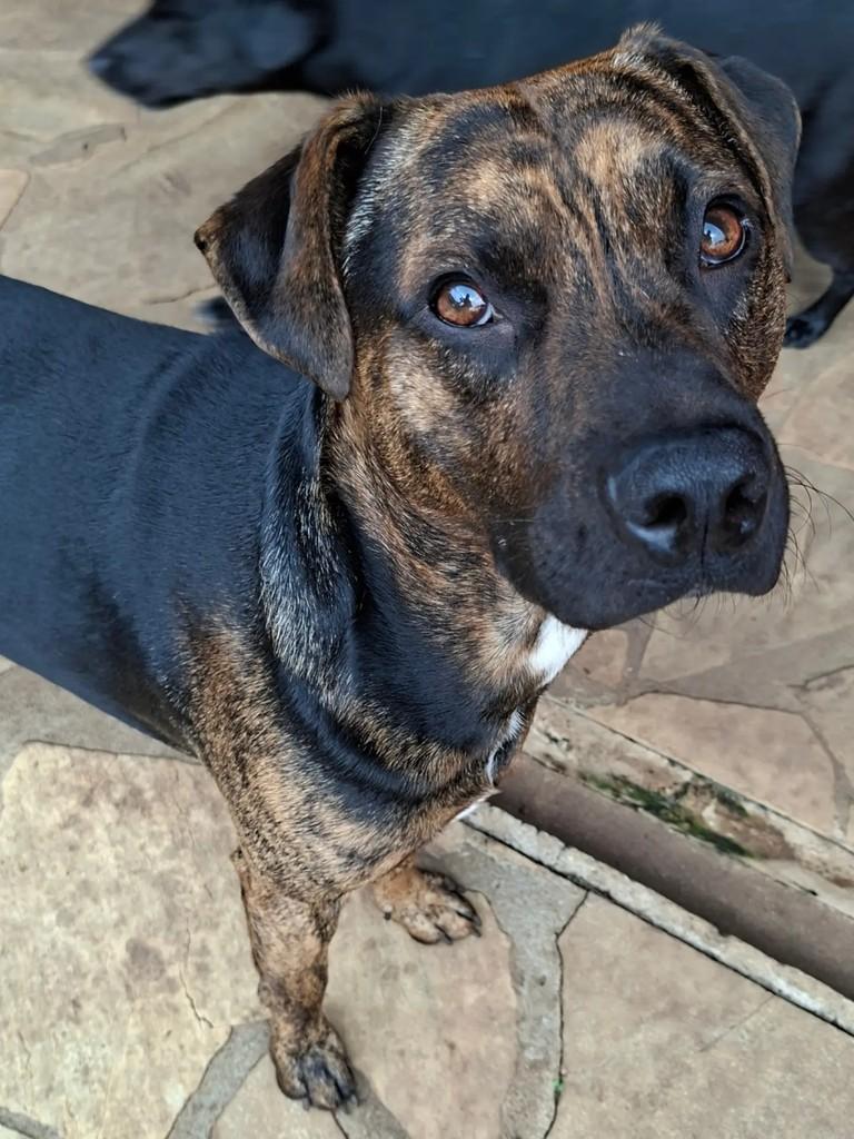 Hardy, cachorro de porte médio para adoção em Curitiba - PR — foto 5 de 5