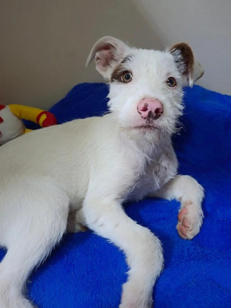 Ghost, cachorro de porte médio para adoção em Curitiba - PR