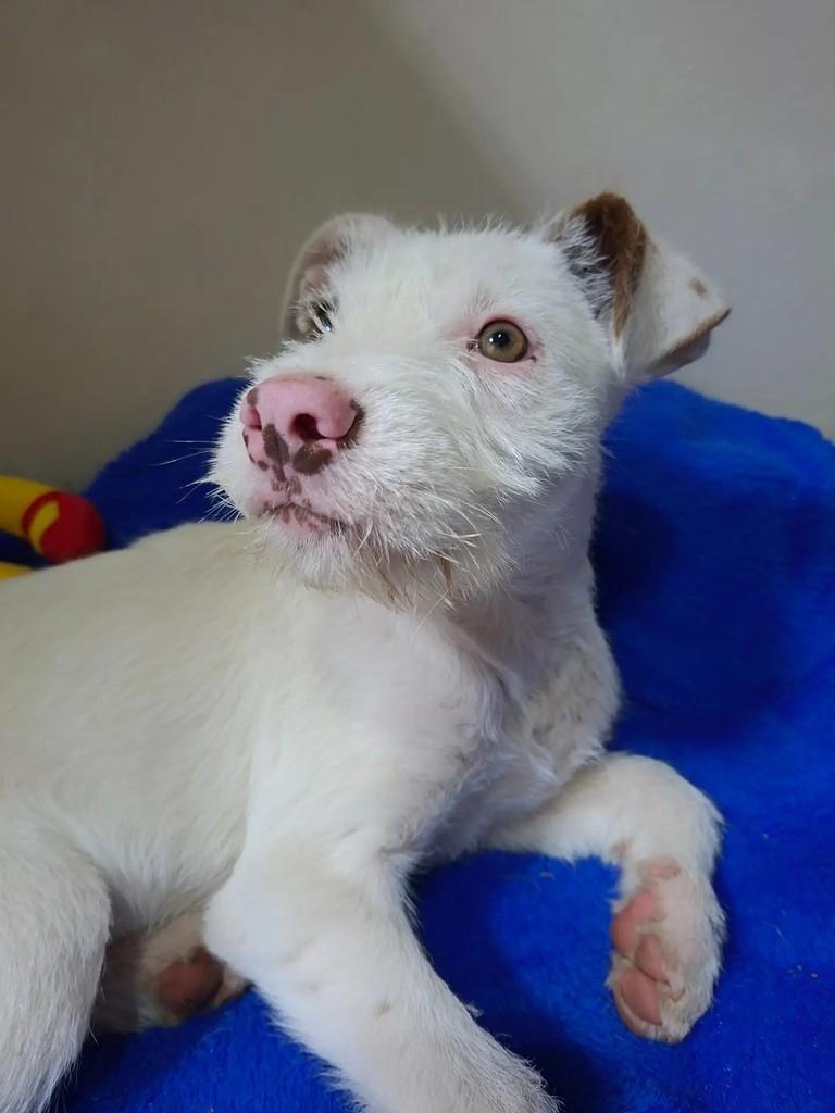 Ghost, cachorro de porte médio para adoção em Curitiba - PR — foto 2 de 4