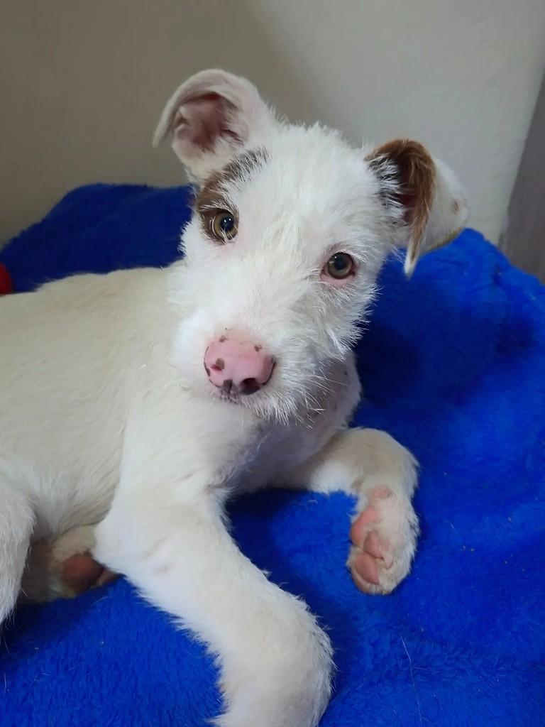 Ghost, cachorro de porte médio para adoção em Curitiba - PR — foto 3 de 4