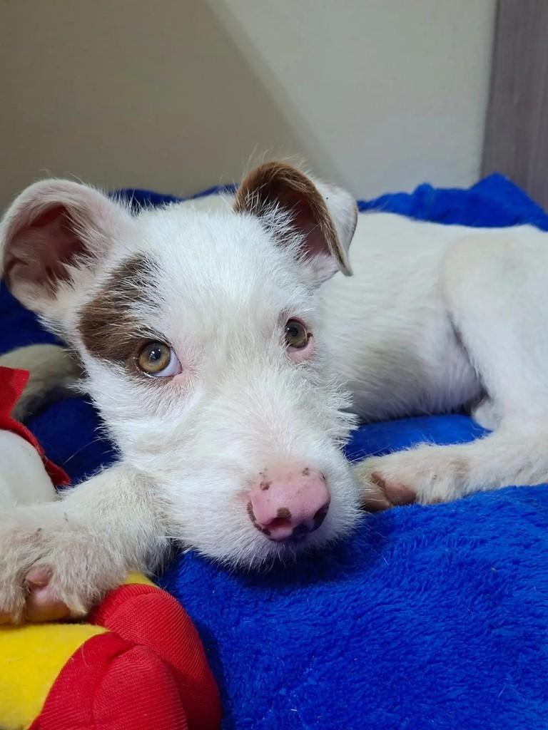 Ghost, cachorro de porte médio para adoção em Curitiba - PR — foto 4 de 4