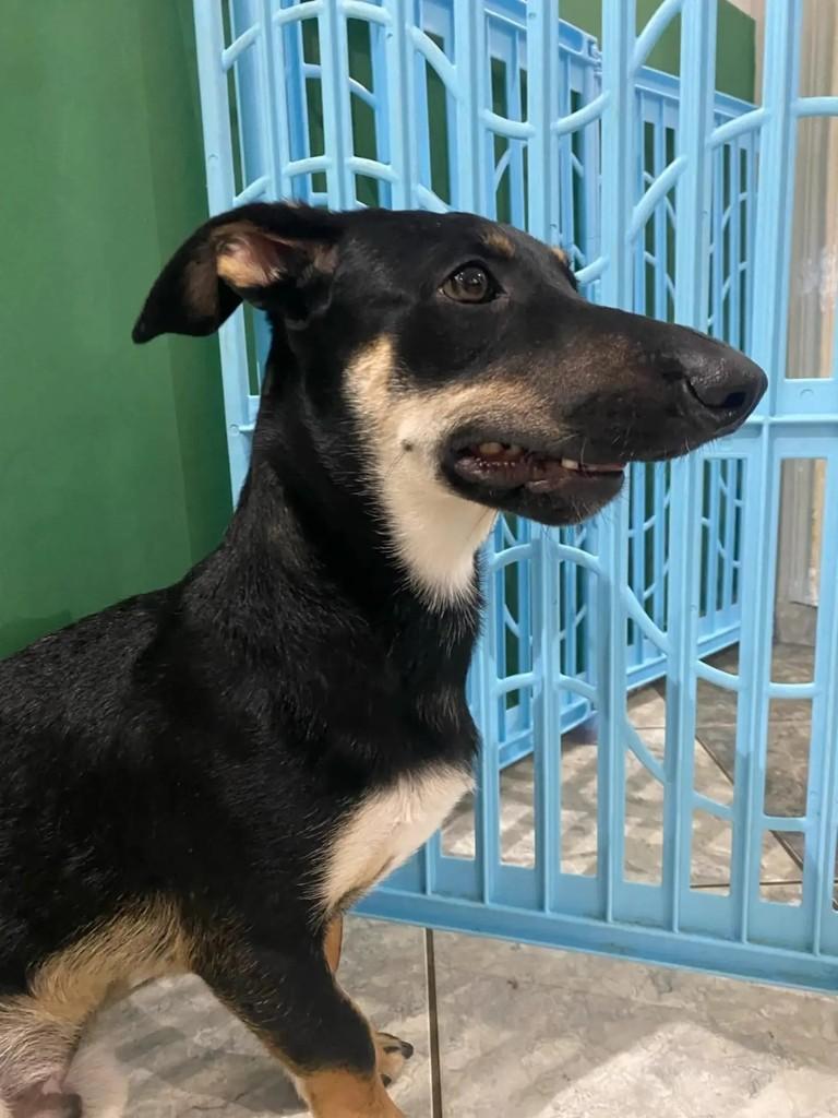 Dinofauro, cachorro de porte médio para adoção em Curitiba - PR