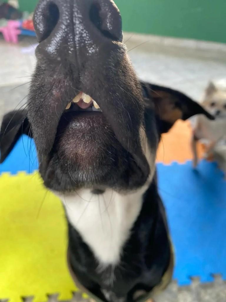 Dinofauro, cachorro de porte médio para adoção em Curitiba - PR — foto 2 de 7
