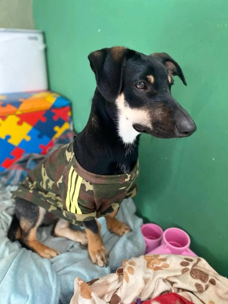 Dinofauro, cachorro de porte médio para adoção em Curitiba - PR — foto 3 de 7