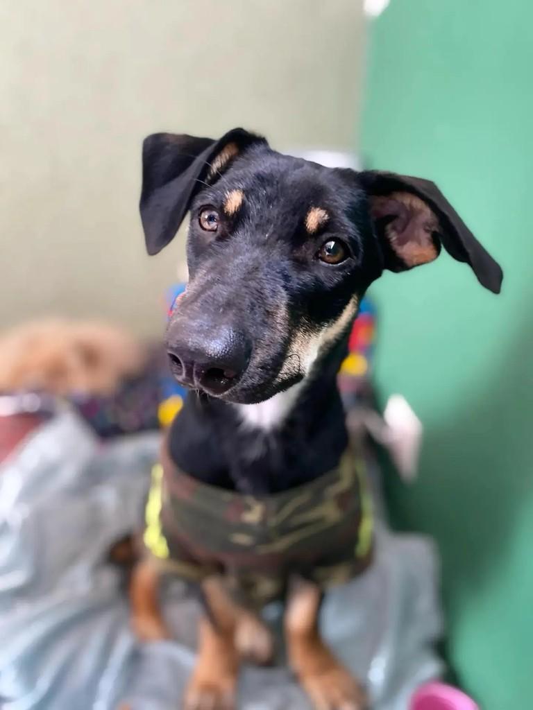 Dinofauro, cachorro de porte médio para adoção em Curitiba - PR — foto 4 de 7
