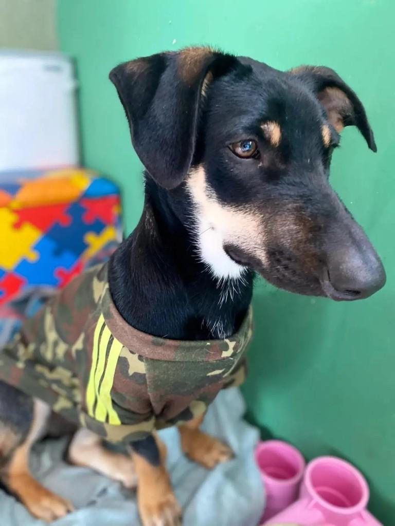 Dinofauro, cachorro de porte médio para adoção em Curitiba - PR — foto 5 de 7