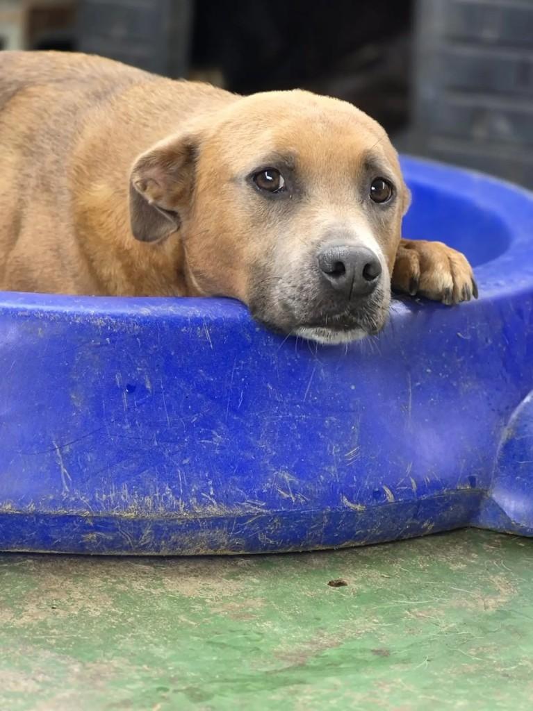 Dromek, cachorro de porte médio para adoção em Curitiba - PR