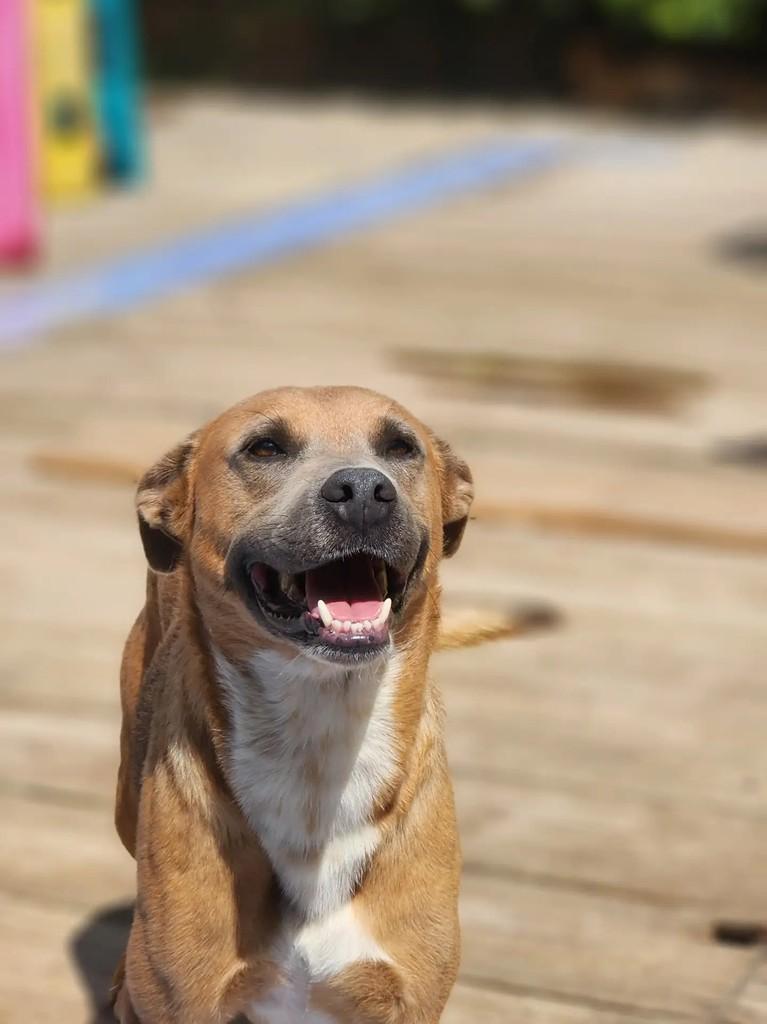 Dromek, cachorro de porte médio para adoção em Curitiba - PR — foto 2 de 7