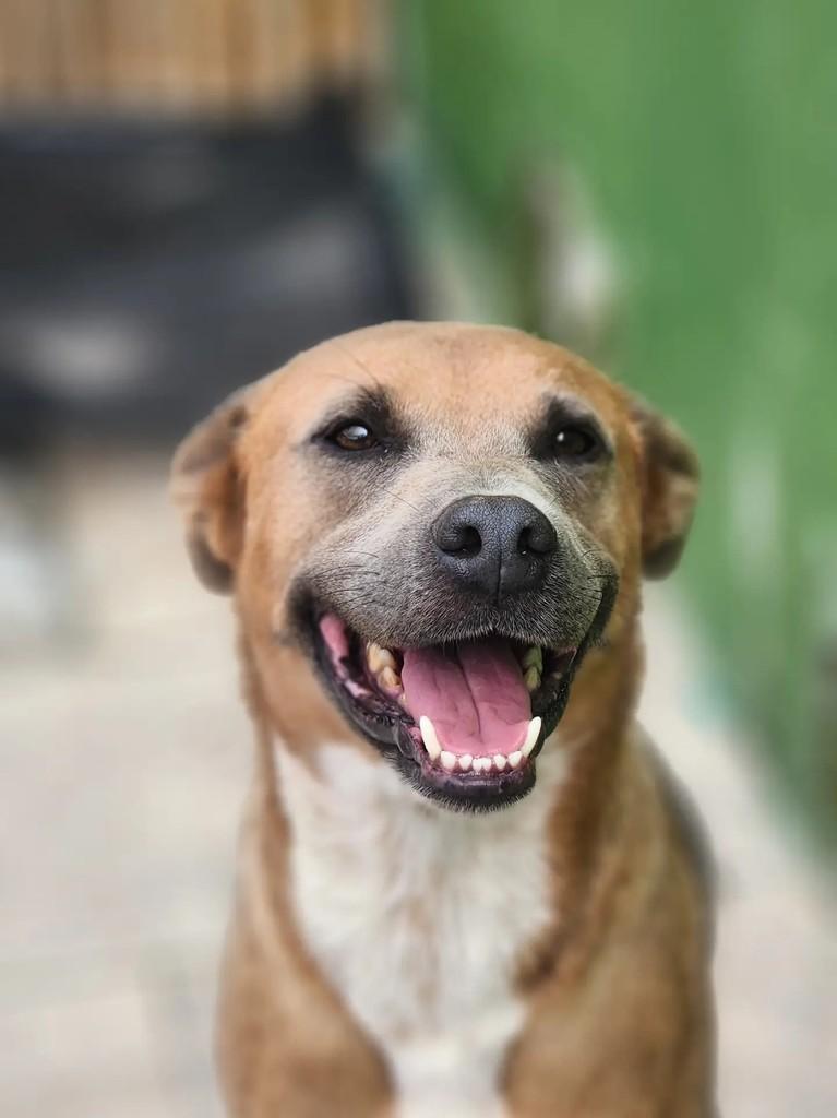 Dromek, cachorro de porte médio para adoção em Curitiba - PR — foto 4 de 7