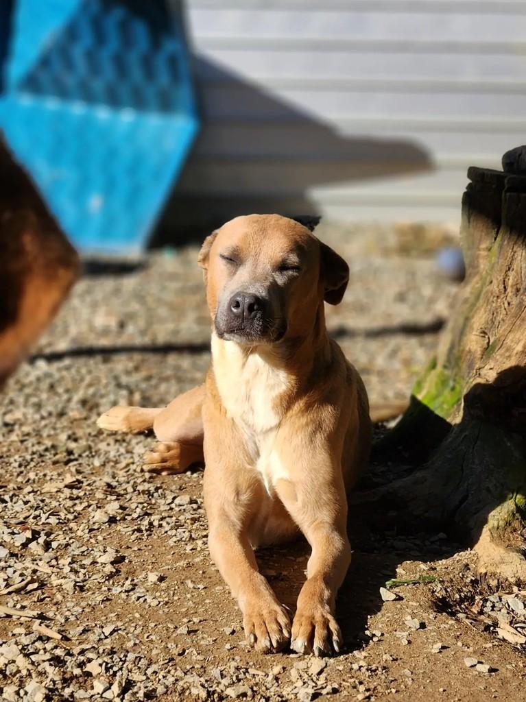 Dromek, cachorro de porte médio para adoção em Curitiba - PR — foto 5 de 7