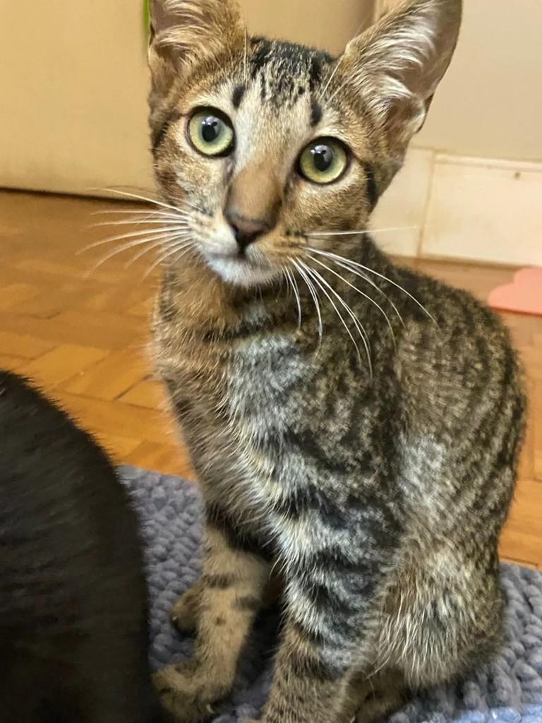 Loki, gato de porte pequeno para adoção em Santa Bárbara d'Oeste - SP