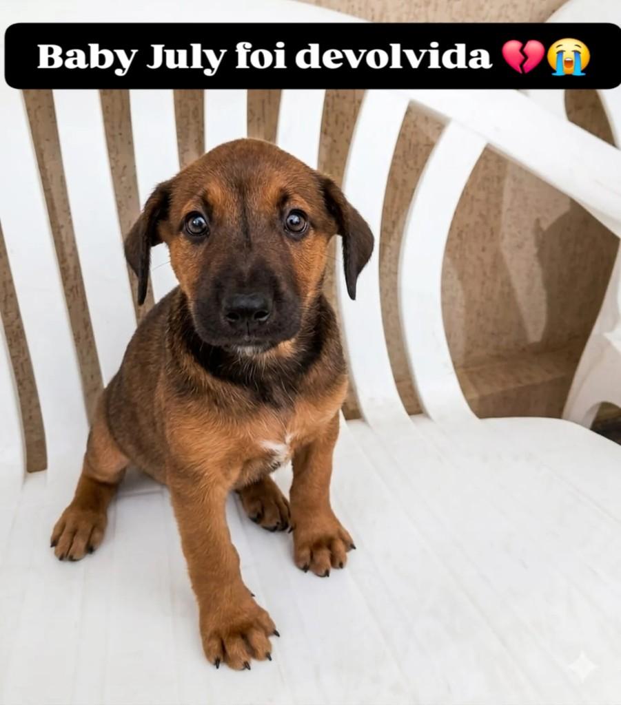 July, cadela de porte pequeno para adoção em Americana - SP