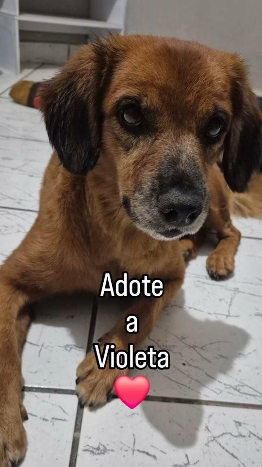 Violeta, cachorro de porte pequeno para adoção em Santa Bárbara d'Oeste - SP