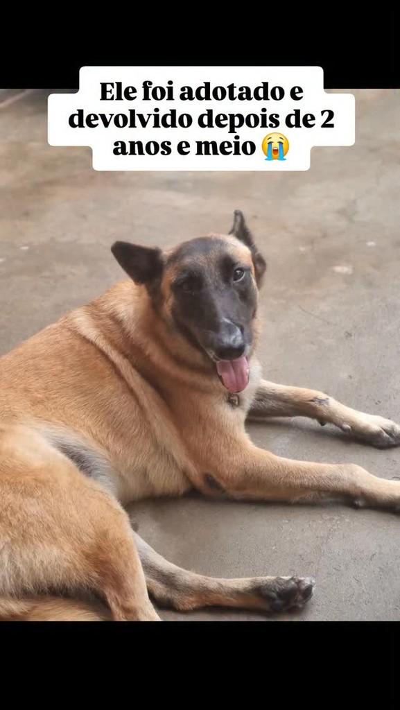 Ferdinando, cachorro de porte grande para adoção em Santa Bárbara d'Oeste - SP