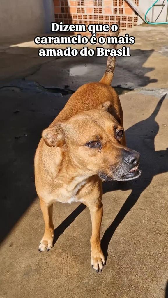 Tião, cachorro de porte médio para adoção em Santa Bárbara d'Oeste - SP