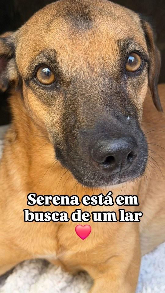 Serena, cadela de porte médio para adoção em Santa Bárbara d'Oeste - SP