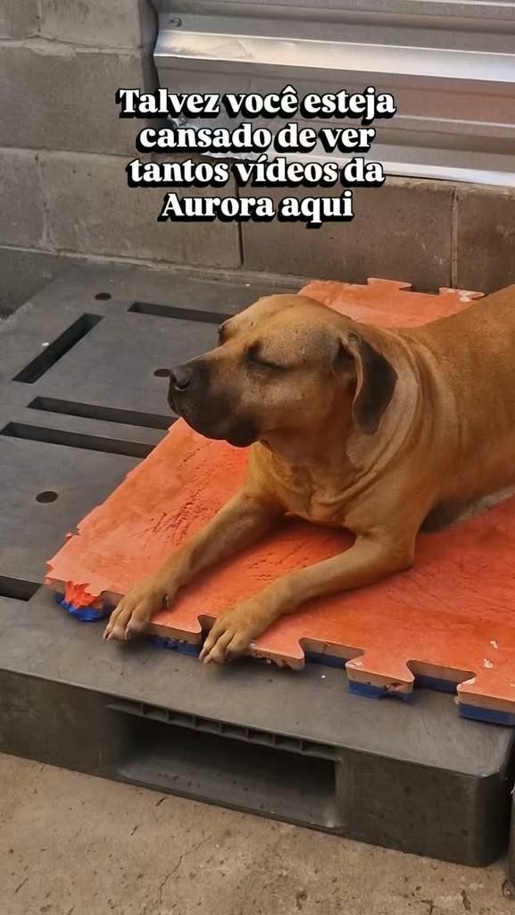 Aurora, cachorro de porte médio para adoção em Santa Bárbara d'Oeste - SP