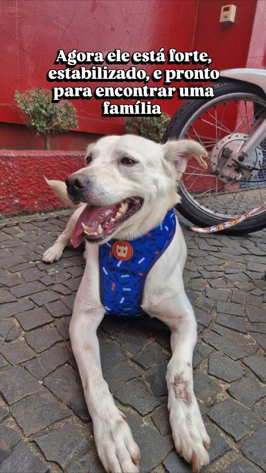 Olaf, cachorro de porte médio para adoção em Santa Bárbara d'Oeste - SP