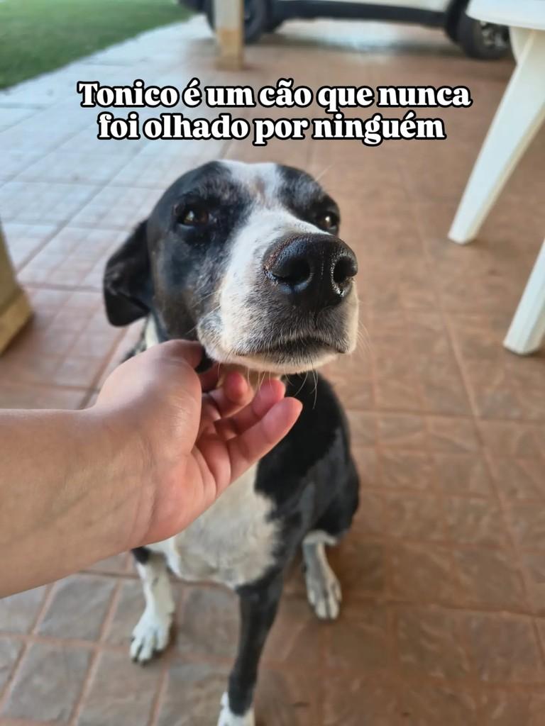 Tonico, cachorro de porte médio para adoção em Santa Bárbara d'Oeste - SP