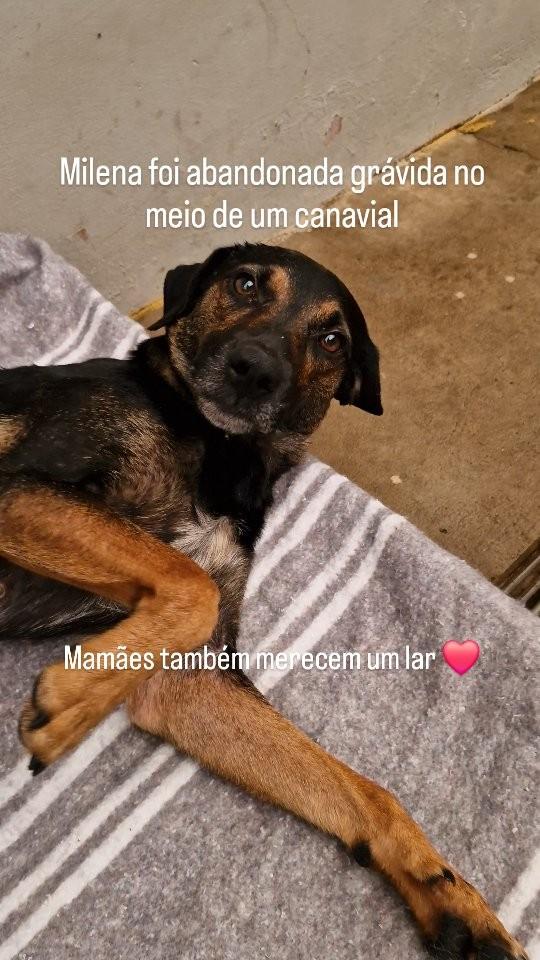 Milena, cachorro de porte médio para adoção em Santa Bárbara d'Oeste - SP