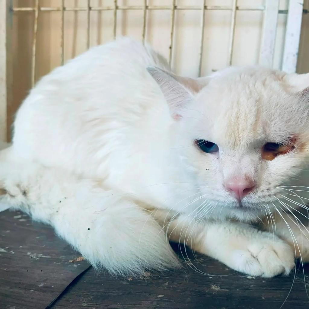 Mingau, gato de porte médio para adoção em Santa Bárbara d'Oeste - SP