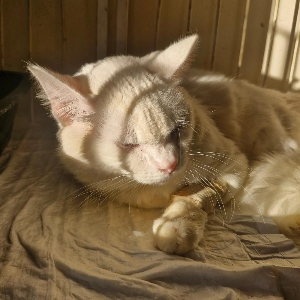 Mingau, gato de porte médio para adoção em Santa Bárbara d'Oeste - SP — foto 2 de 3