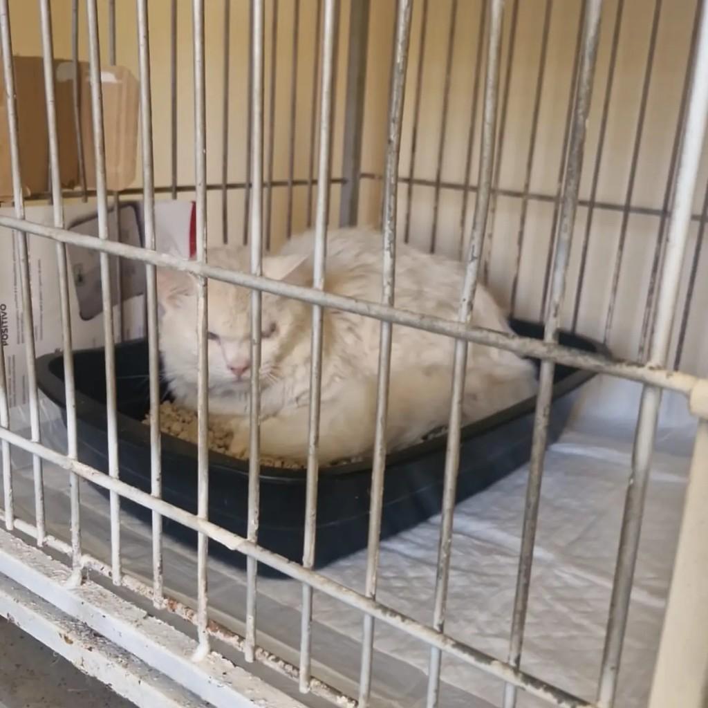 Mingau, gato de porte médio para adoção em Santa Bárbara d'Oeste - SP — foto 3 de 3