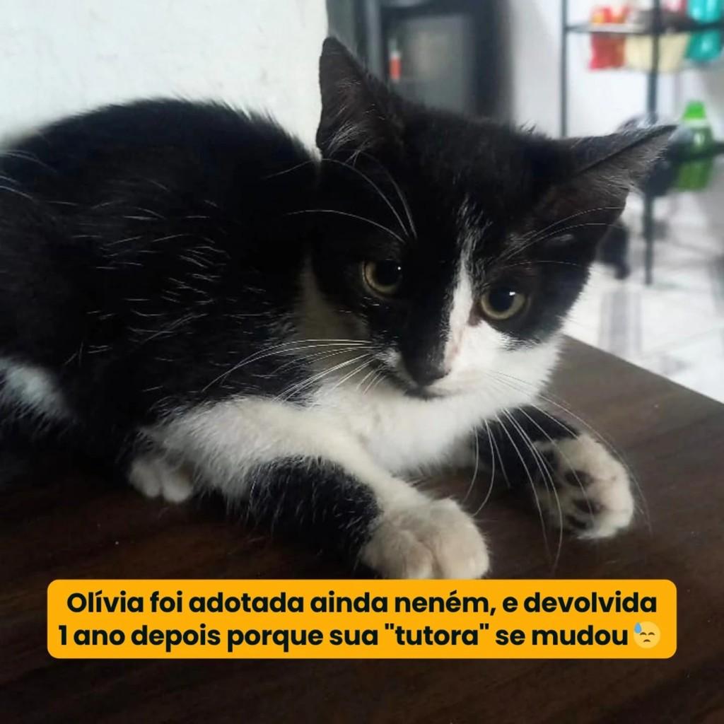 Olívia, gata de porte médio para adoção em Campina Grande - PB