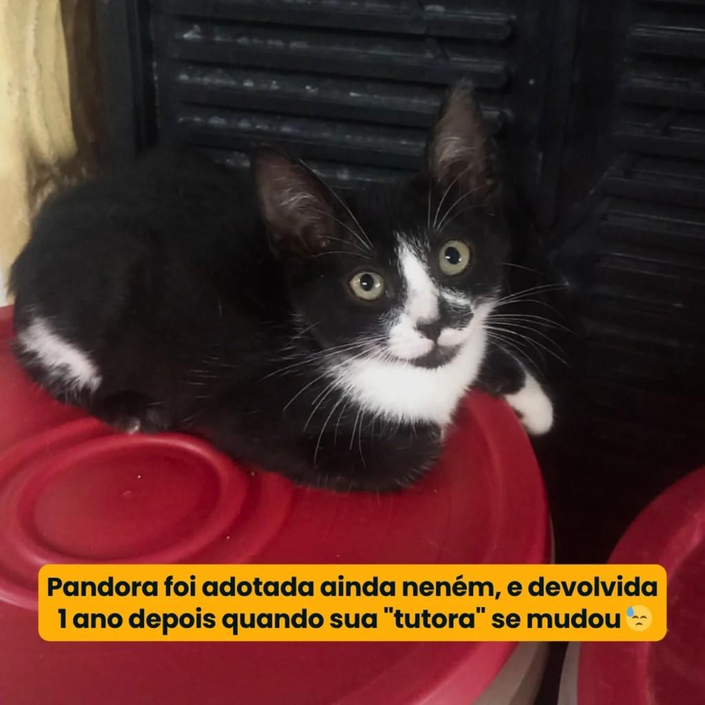 Pandora, gata de porte pequeno para adoção em Campina Grande - PB