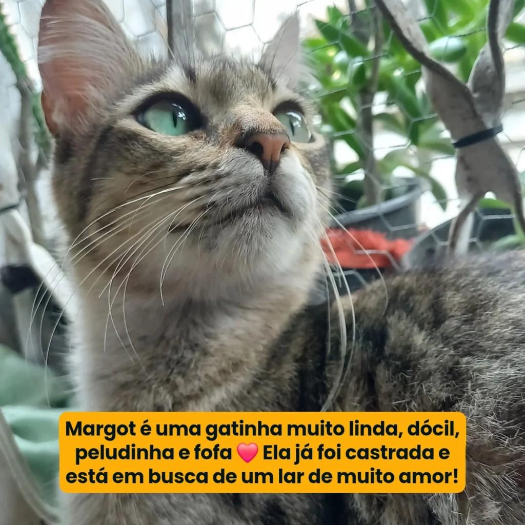 Margot, gata de porte pequeno para adoção em Campina Grande - PB