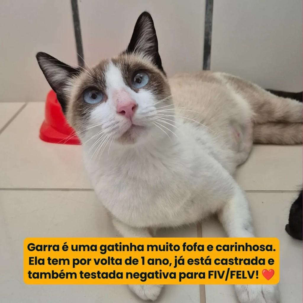 Garra, gata de porte pequeno para adoção em Campina Grande - PB