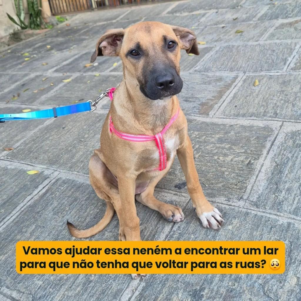 Cacau, cadela de porte pequeno para adoção em Campina Grande - PB