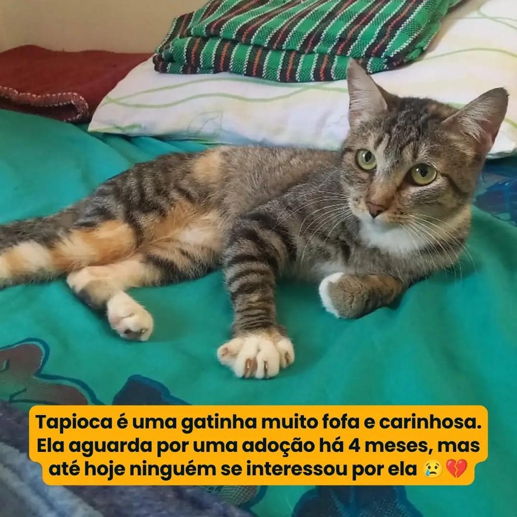Tapioca, gata de porte pequeno para adoção em Campina Grande - PB