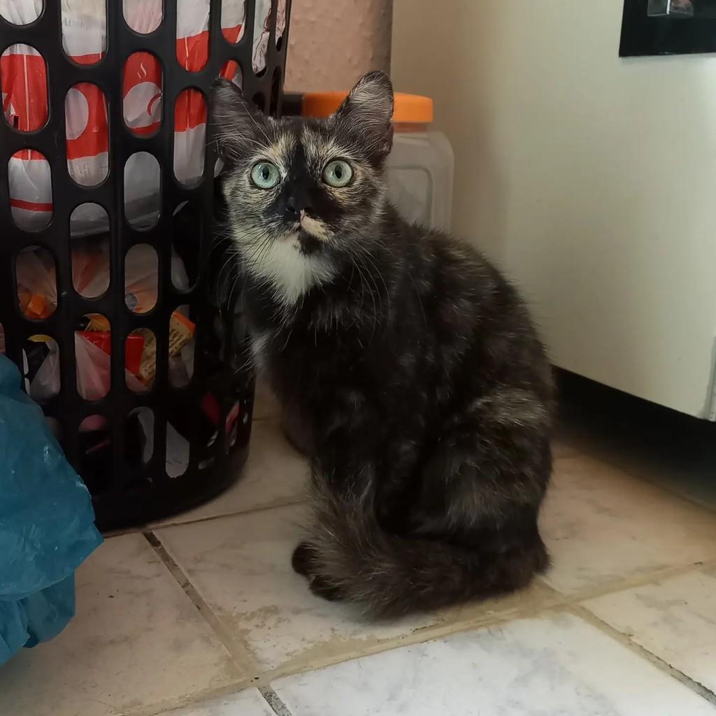 Jade, gata de porte pequeno para adoção em Campina Grande - PB