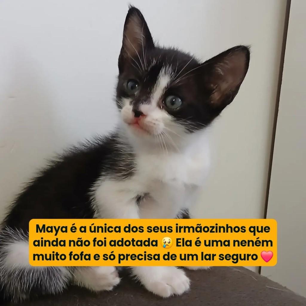 Maya, gata de porte pequeno para adoção em Campina Grande - PB