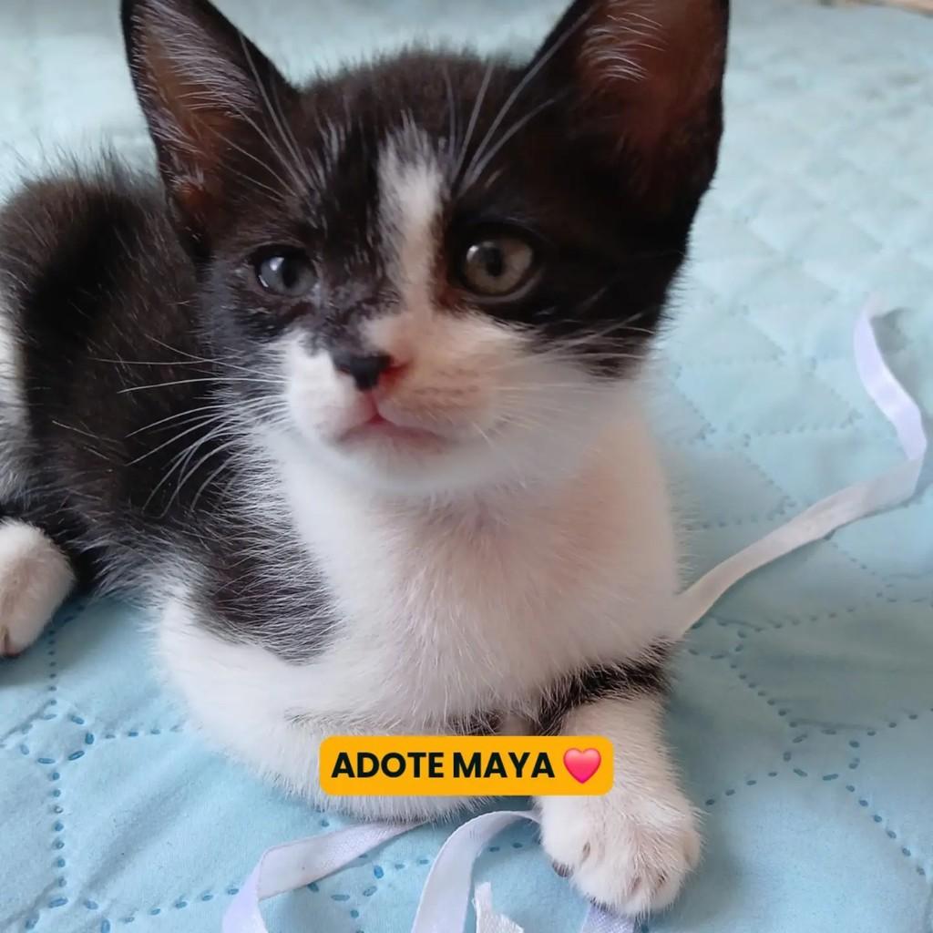 Maya, gata de porte pequeno para adoção em Campina Grande - PB — foto 2 de 2