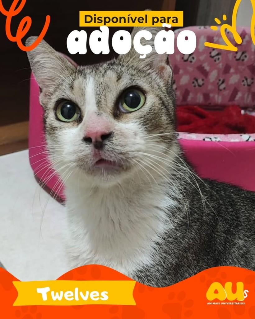 Twelves, gato de porte médio para adoção em Fortaleza - CE