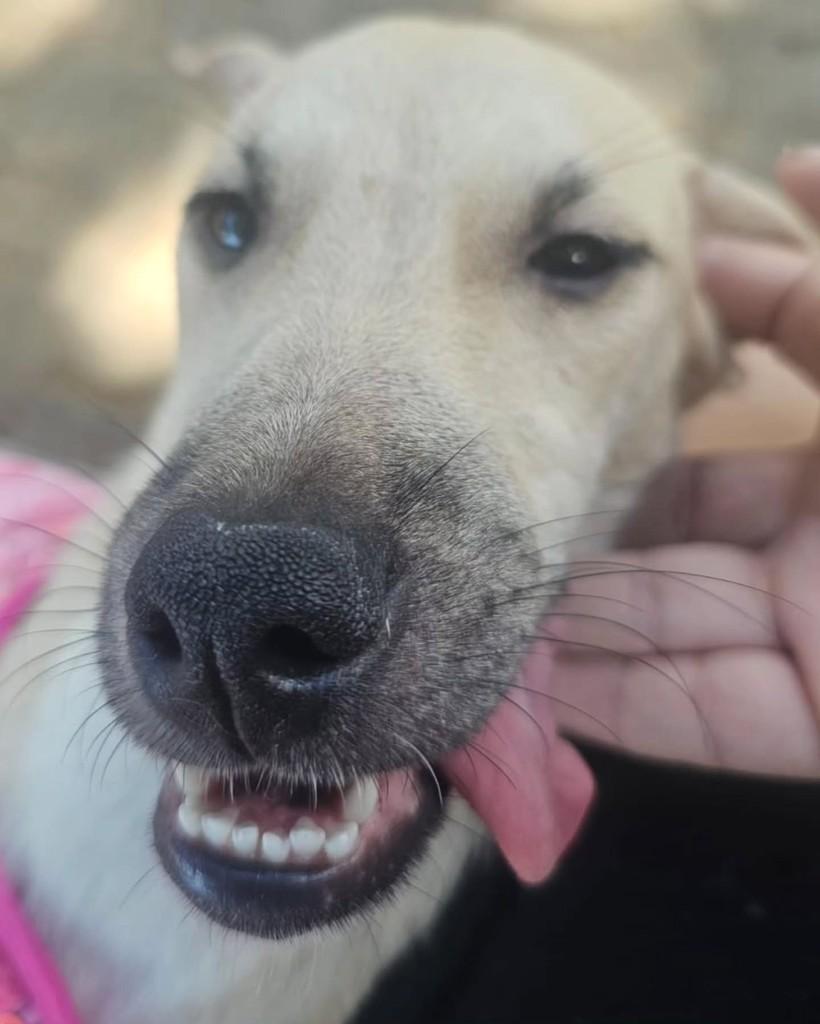 Xuxa, cachorro para adoção em Fortaleza - CE