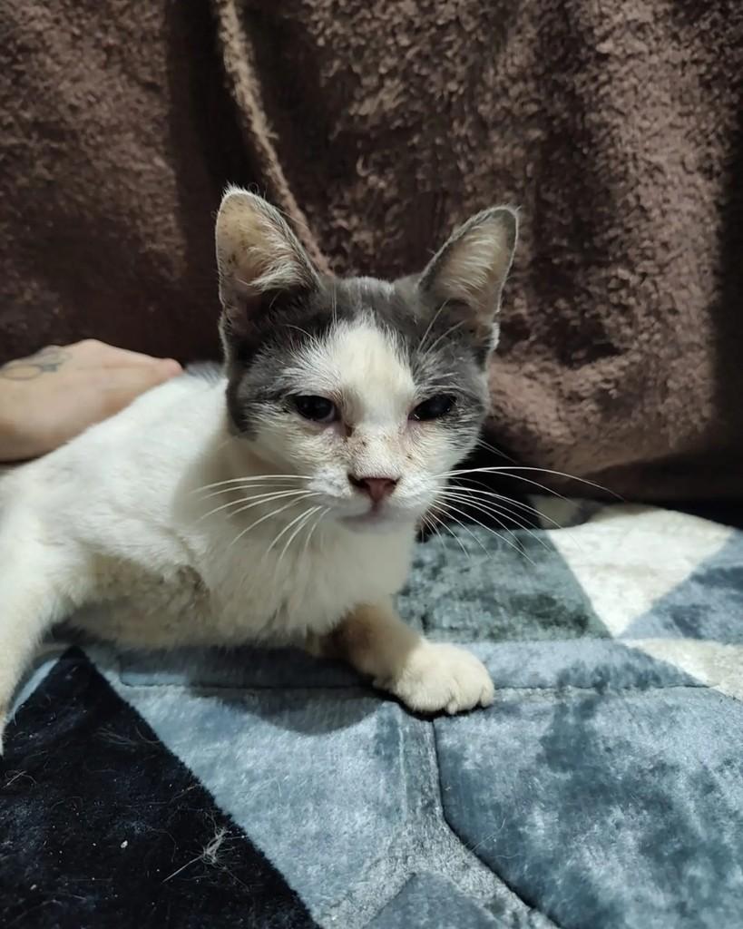 Cora, gata de porte pequeno para adoção em Fortaleza - CE