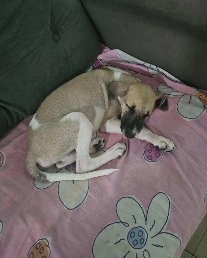 Amado Batista, cachorro de porte pequeno para adoção em Fortaleza - CE