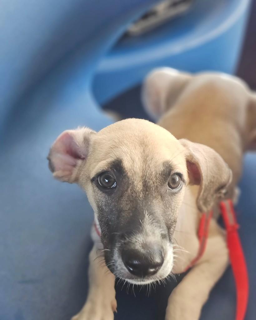Amado Batista, cachorro de porte pequeno para adoção em Fortaleza - CE — foto 2 de 4