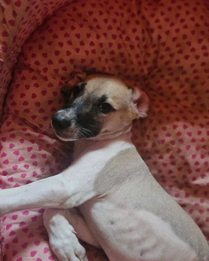 Amado Batista, cachorro de porte pequeno para adoção em Fortaleza - CE — foto 3 de 4
