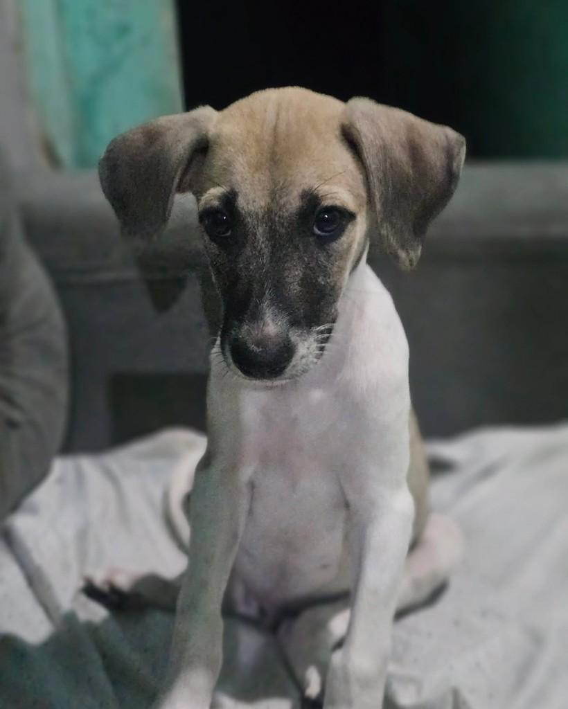 Amado Batista, cachorro de porte pequeno para adoção em Fortaleza - CE — foto 4 de 4