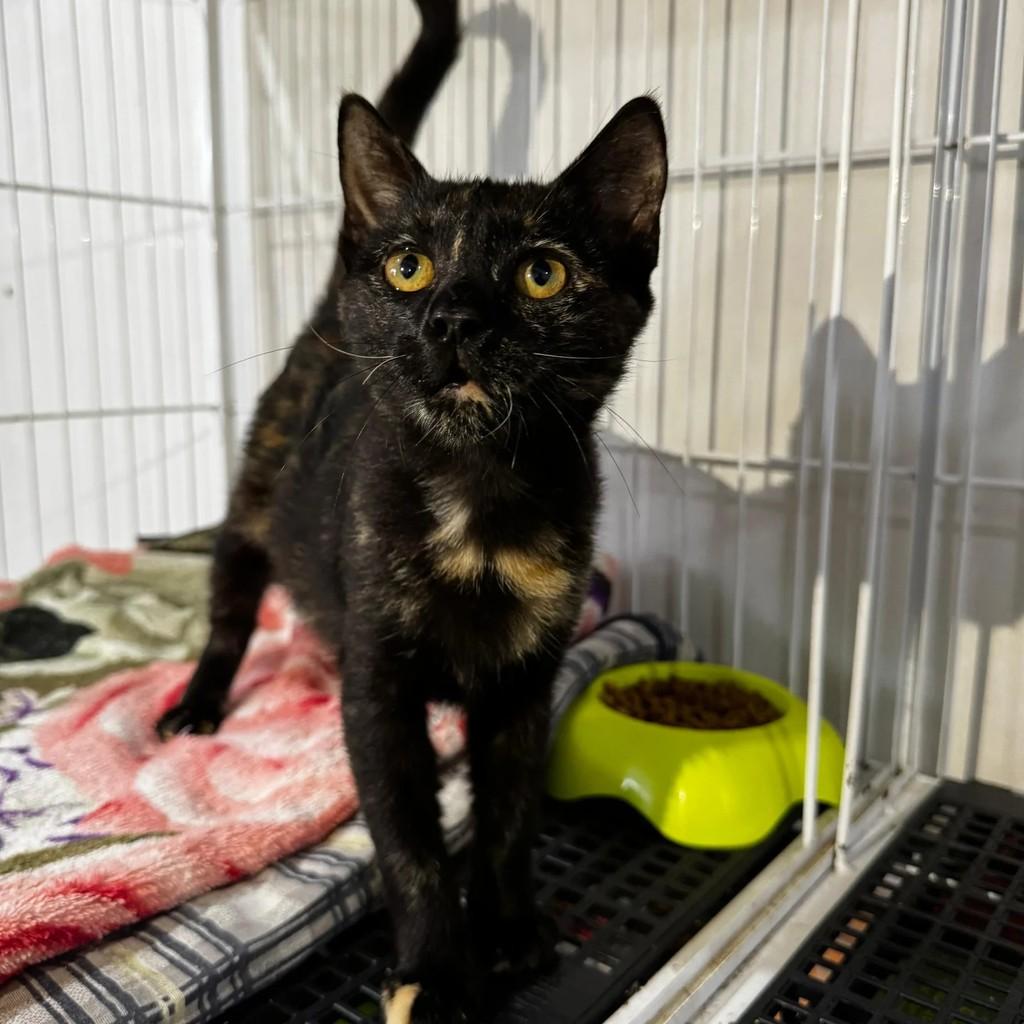 Marie, gata para adoção em Xangri-lá - RS