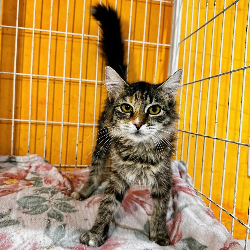 Mia, gata de porte pequeno para adoção em Xangri-lá - RS