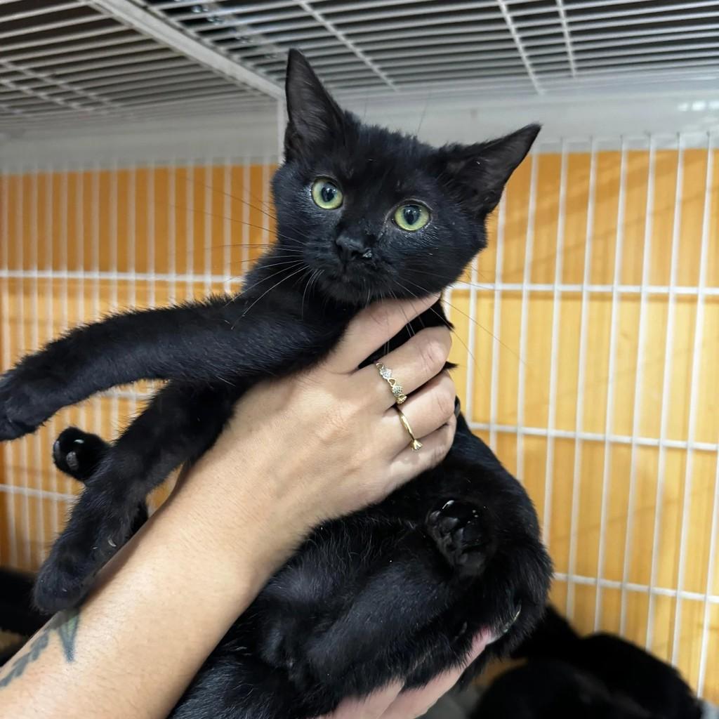 Alice, gata para adoção em Xangri-lá - RS