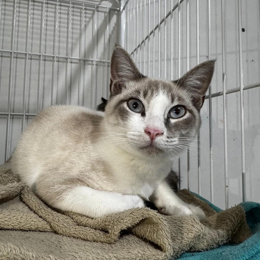 Mingau, gato para adoção em Xangri-lá - RS