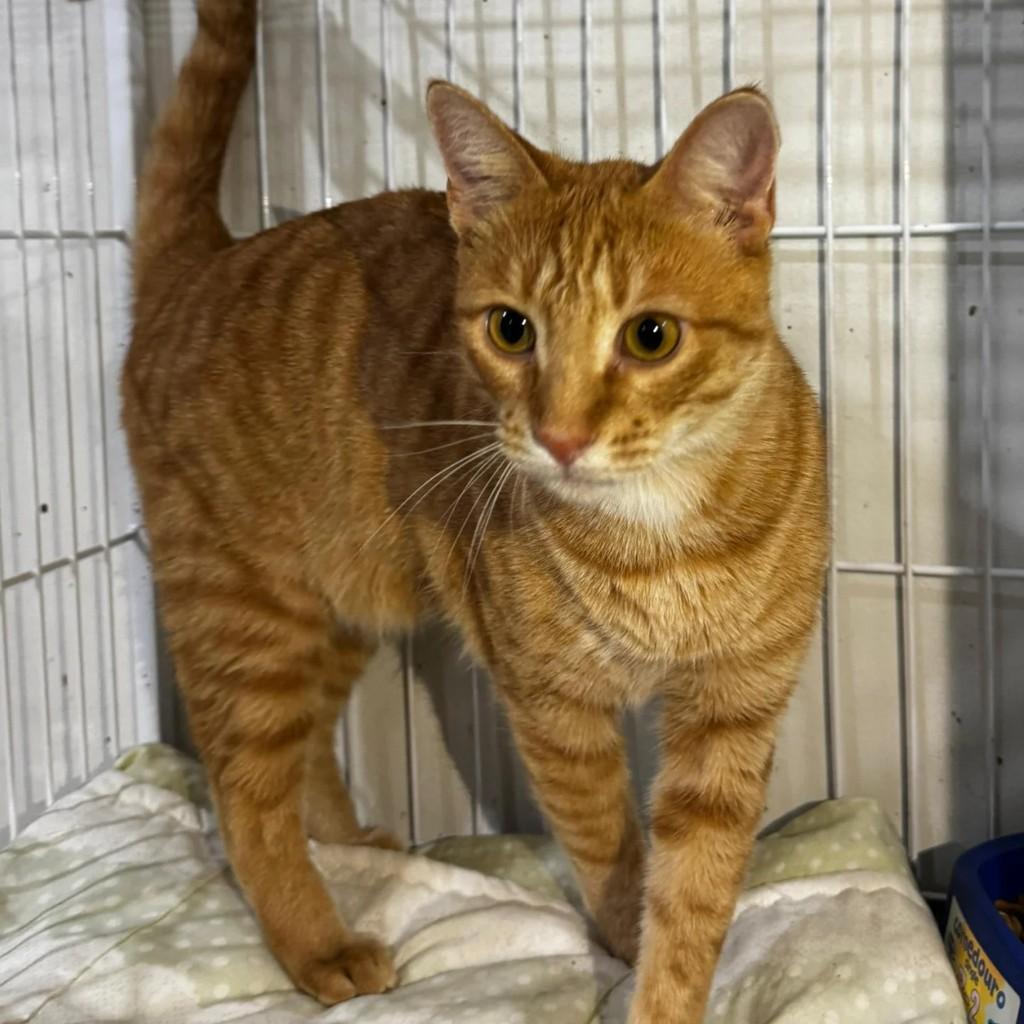 João, gato para adoção em Xangri-lá - RS