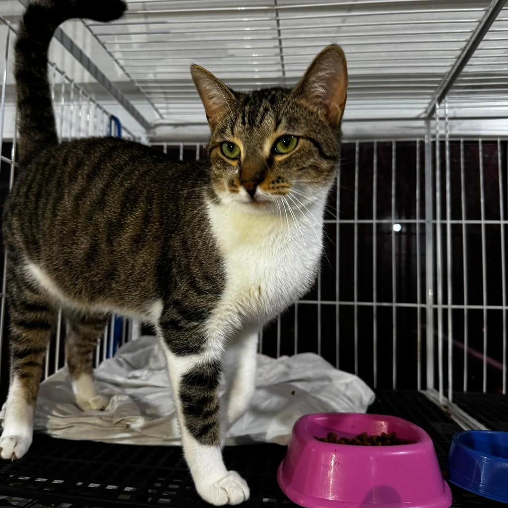 Alex, gato de porte médio para adoção em Xangri-lá - RS